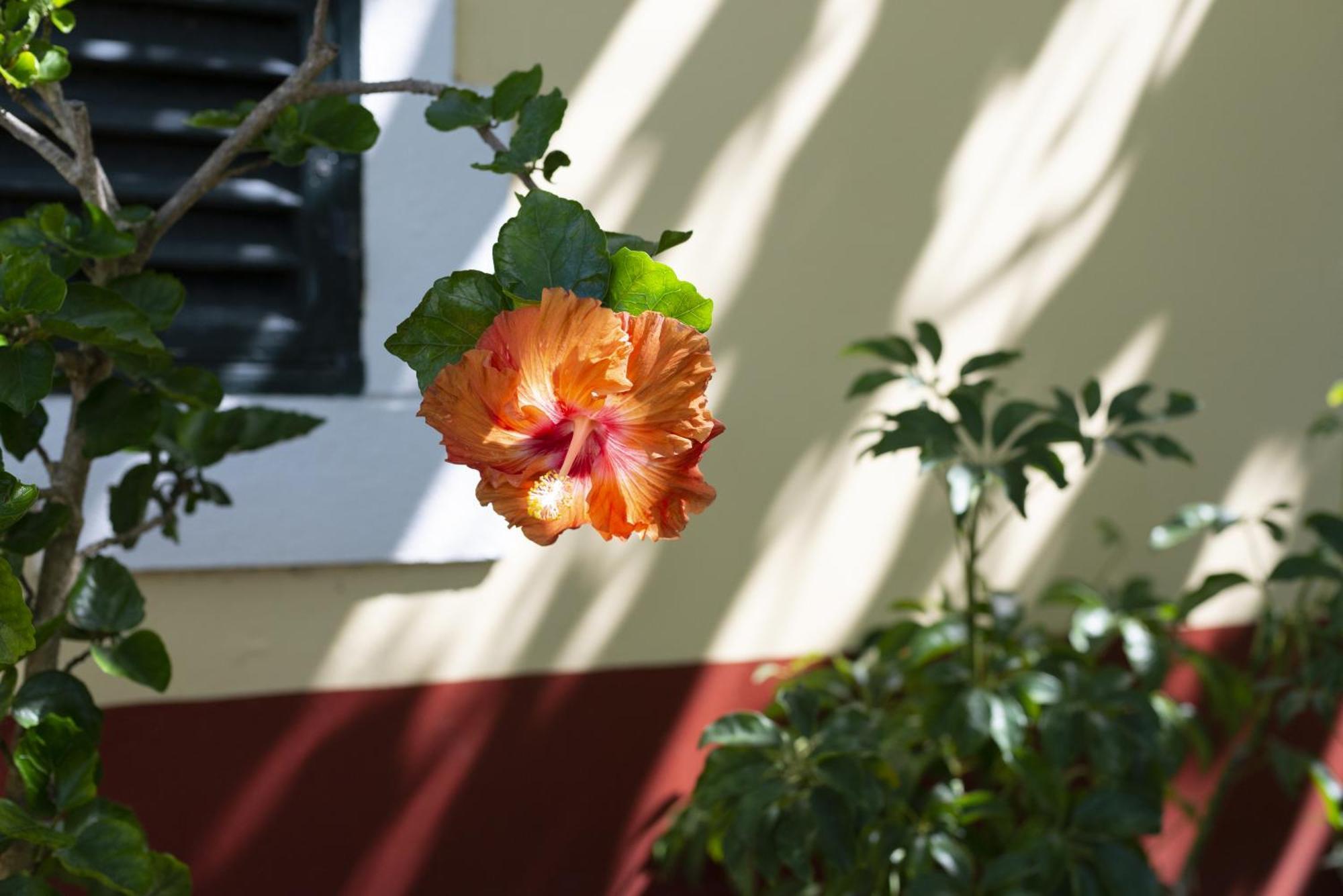 Quinta Das Hortensias Arco de São Jorge Exterior foto