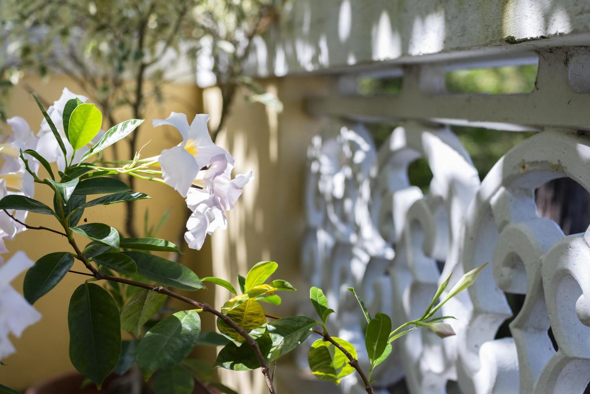 Quinta Das Hortensias Arco de São Jorge Exterior foto